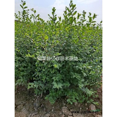 連翹 營養杯連翹 連翹叢生 陜西西安周至種植戶連翹優產地直發