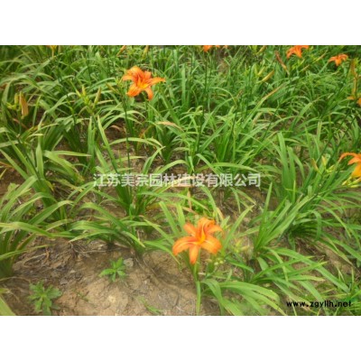 供應紅瑞木，紅梗木，紅馬球綠化苗木