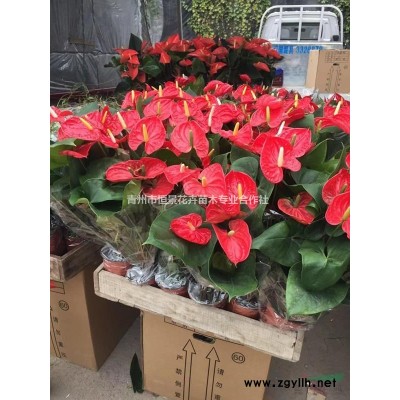 紅瑞木基地紅瑞木價格