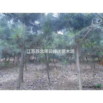 泡桐種子批發(fā)，連翹種子批發(fā)，含笑種子批發(fā)