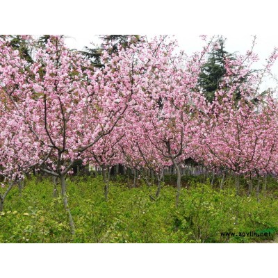 沭陽恒景園林大量供應連翹