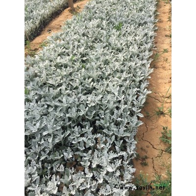金葉連翹農戶直銷 金葉連翹種植基地 金葉連翹批發價格