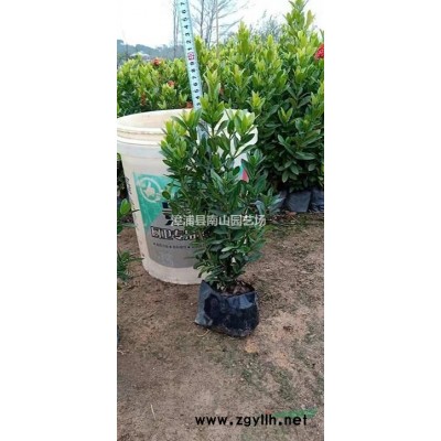 大小規格花葉假連翹 福建花葉假連翹 漳州花葉假連翹基地