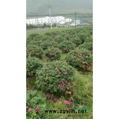 浙江寧波阿杰苗圃茶梅球價格優惠