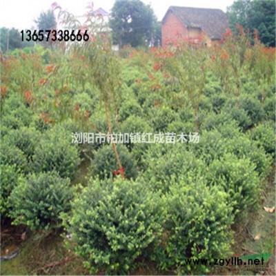 批發(fā)湖南茶梅小苗，60-80-100-120公分茶梅球