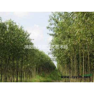 連翹與金種花有什么區別？