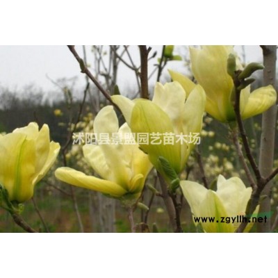 連翹苗什么時候移栽好？