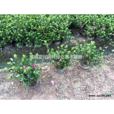 1米茶梅柱哪里多，1.5米茶梅圓柱價格，1.8米茶梅市場報價
