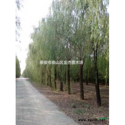 供應連翹，爬山虎，棣棠，珍珠梅，流蘇，竹子，山茱萸