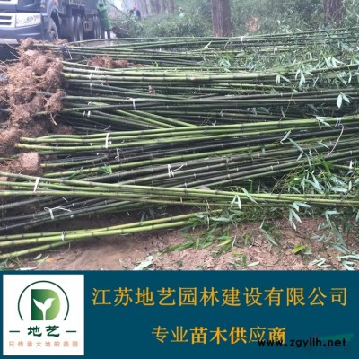 綠化苗木,紅瑞木,紅馬球,紅瑞木小苗 紅馬球圖片