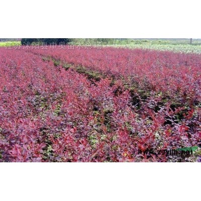 紅王子錦  紫薇 紅花月季 紅瑞木 側柏