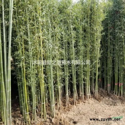 丁香基地低價出售--現(xiàn)貨--叢生丁香