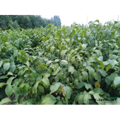 暴馬丁香*新價(jià)格=3公分暴馬丁香價(jià)格+巜8一10》暴馬丁香