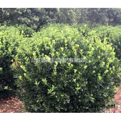 茶梅的產地在哪里/哪里便宜/江蘇景曜生態基地直銷批發價格圖片