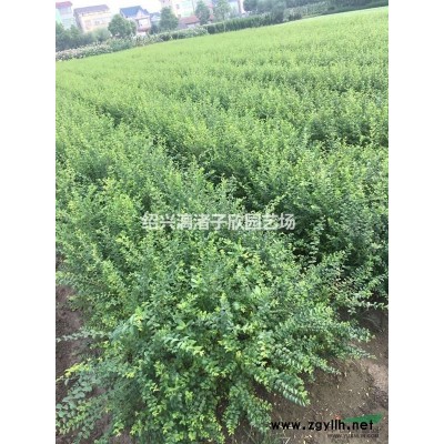 茶梅