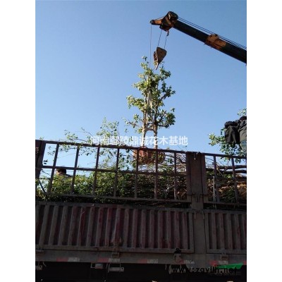 花石榴，花石榴薄利多銷，成活率高，花石榴