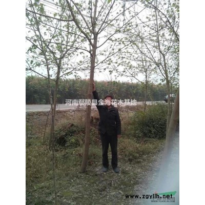 優(yōu)質(zhì)特價河南臘梅出售產(chǎn)地直銷