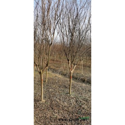 優質特價合肥臘梅產地直銷