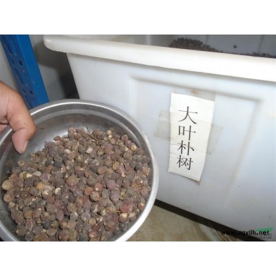 叢生臘梅基地，叢生臘梅批發(fā)