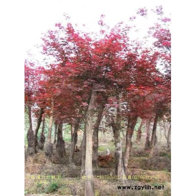 高1-6米精品臘梅報(bào)價(jià)、叢生臘梅定價(jià)、臘梅售價(jià)、臘梅價(jià)格表