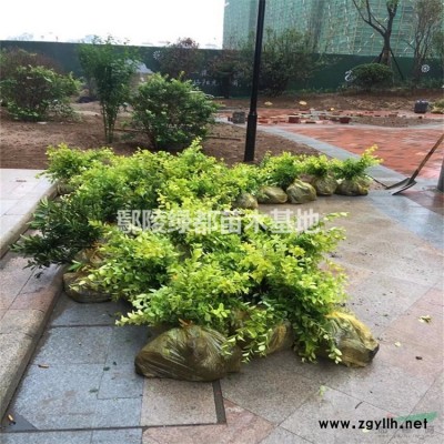 臘梅批發 臘梅價格 獨桿臘梅 叢生臘梅批發