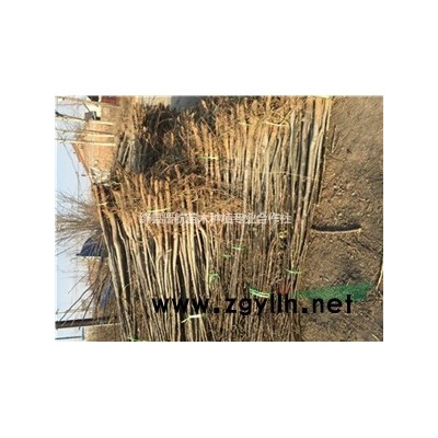 高產連翹苗==連翹苗價格==2年連翹苗==高產連翹苗