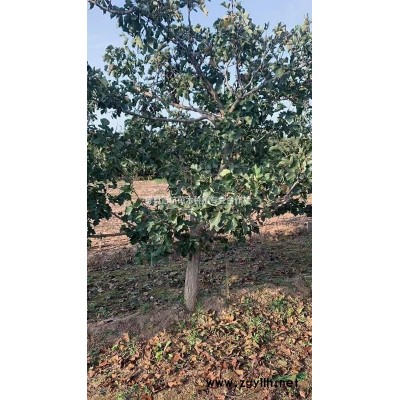 雨季種植連翹苗 2年連翹苗 連翹苗價格 山西2年連翹苗