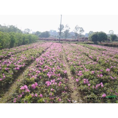 湖南長沙15公分造型紅花繼木古樁紅桎木優價供應