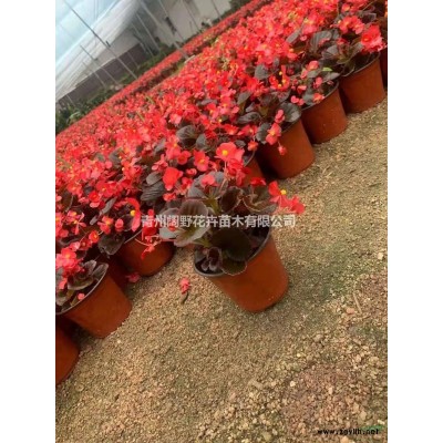 山東青州長春花行情報價/山東青州長春花圖片展示