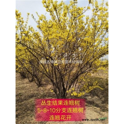 2年連翹苗// 哪里有賣+產地在哪里+價格多少錢一棵？