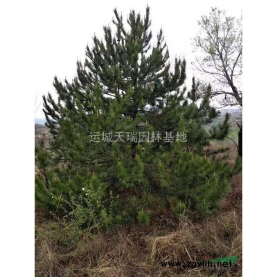 連翹苗，連翹苗價格=藥用連翹=1年苗連翹苗2年連翹苗價格？