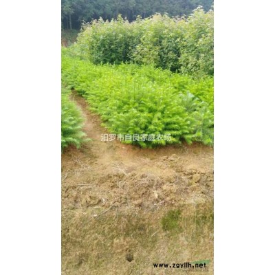 20公分濕地松批發(fā)