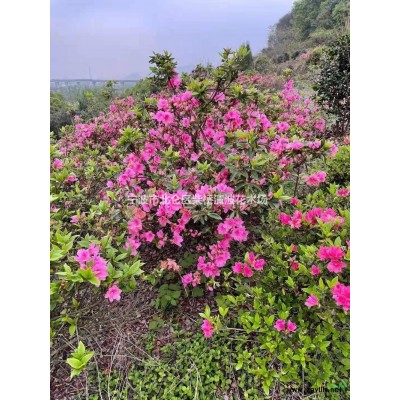 供應杜鵑 杜鵑供應商 杜鵑產地 杜鵑綠化苗木苗圃基地