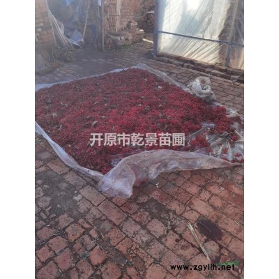 天目瓊花種子
