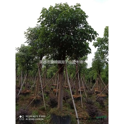 龍子山苗木場大量供應精品秋楓假植苗10-20公分