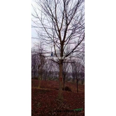 紅梅