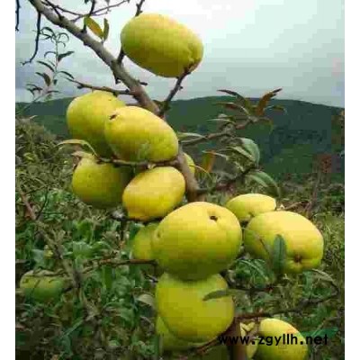 梨樹苗，酥脆一號梨樹苗，皇冠梨基地直銷