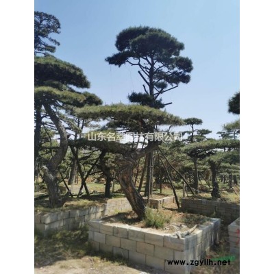 造型景觀油松、黑松、平頂松、迎客松
