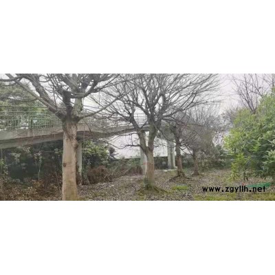 苗圃喬灌木處理