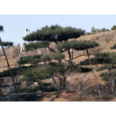 我公司向*新老客戶供應(yīng)造型黑松、造型油松、造型古松、等.....