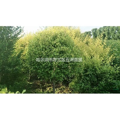 黑龍江哈爾濱苗木基地苗圃出售工程苗；金葉榆球，樹桿粗3-4公分，接點80-1米，球直徑80-1米