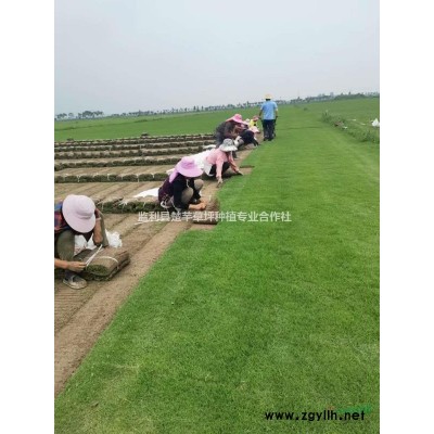 百慕大混播黑麥草，果嶺草四季青