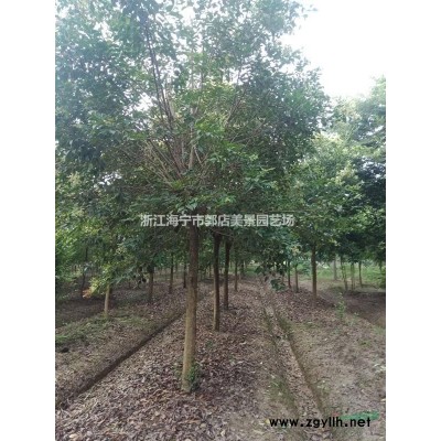 大小規(guī)格落羽杉 浙江落羽杉價格 海寧落羽杉基地