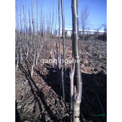 皂角苗 連翹苗 五角楓 花椒苗 國槐 刺槐苗