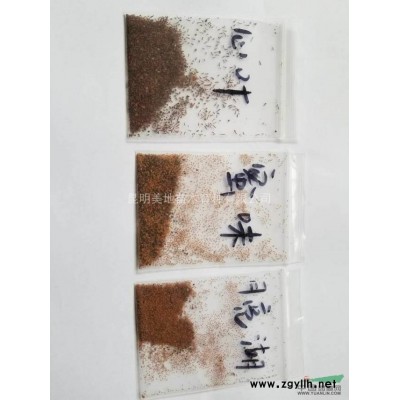 清香木當年新種已上市欲購從速