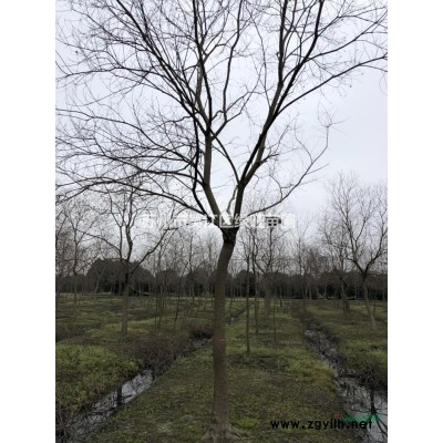 供應6-14公分精品落羽杉