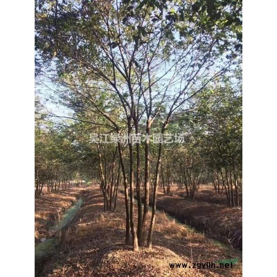 精品金葉水杉批發(fā) 江蘇大規(guī)格金葉水杉什么價(jià)格便宜 江蘇水杉報(bào)