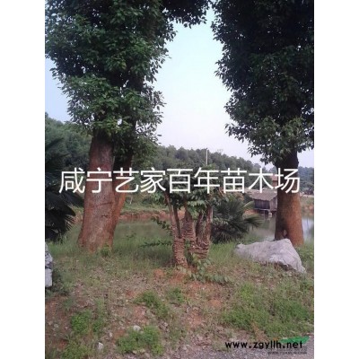 湖北咸寧藝家百年苗木基地供應2.5-3.5叢生桂花