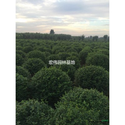 陜西供應塔柏