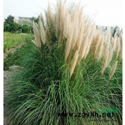 屋頂綠化佛甲草宿根多年生草皮容器盆栽中華景天藍色金色佛甲草苗